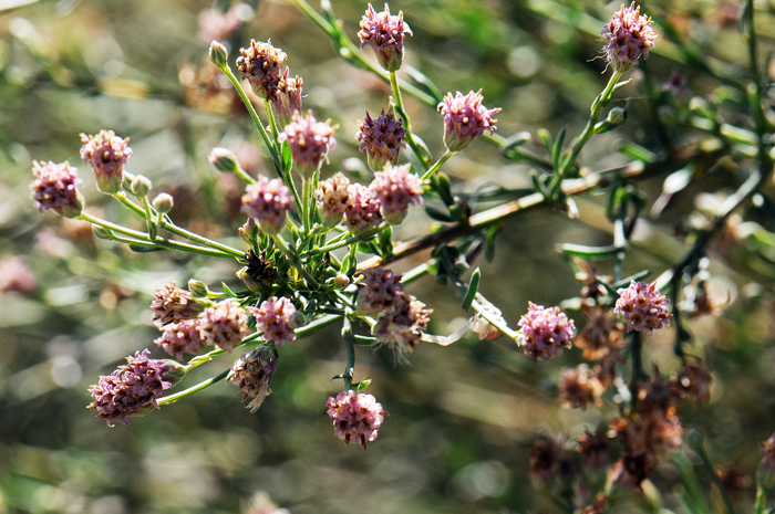 Giant Spanish Needle blooms late winter to early spring or later; February to November. Giant Spanish Needle prefers elevations mostly below 2,000 feet (200 cm) and much lower in California. Palafoxia arida var. gigantea